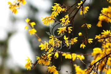 逆光拍摄迎春花