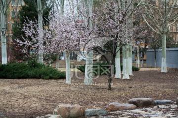 杏花树和白杨树