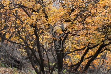 北京莽山森林公园红叶