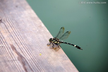 虎纹蜻蜓