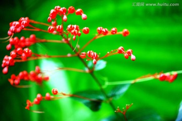 红配绿 野花