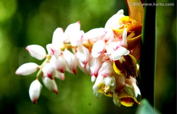 串串兰花 热带花朵