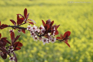 紫叶李