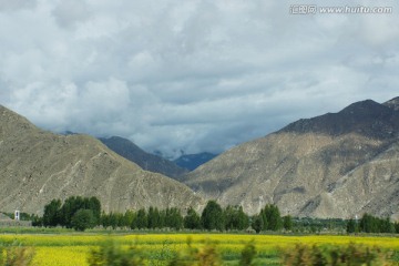 西藏旅游 高原油菜花