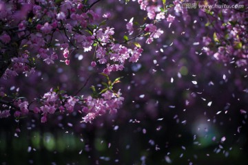 梦幻海棠花