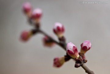 唐汪杏花