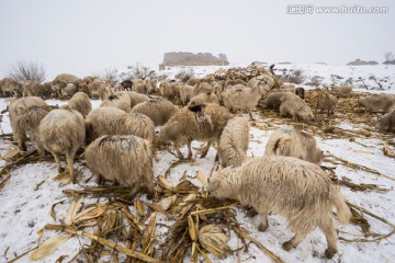 西大坪军堡旁的羊群 放牧 羊倌