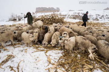 西大坪军堡旁的羊群 放牧 羊倌