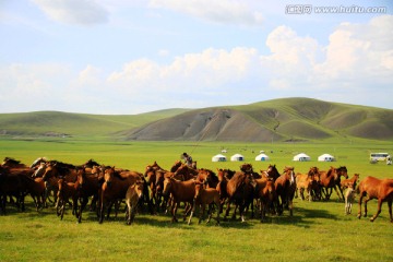 草原上牧场的马群