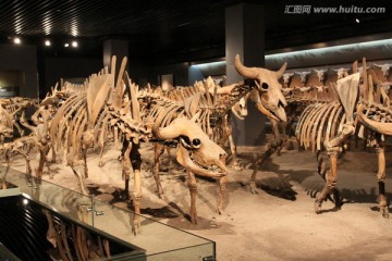 古生物骨骼化石 野牛骨骼化石