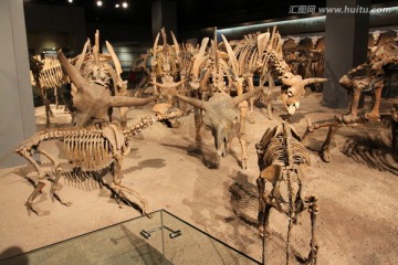 古生物骨骼化石 野牛骨骼化石