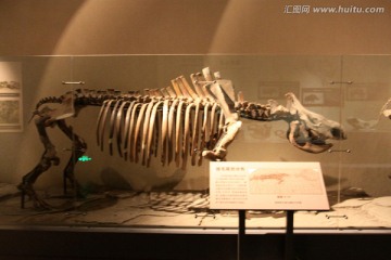 古生物骨骼化石 犀牛骨骼化石