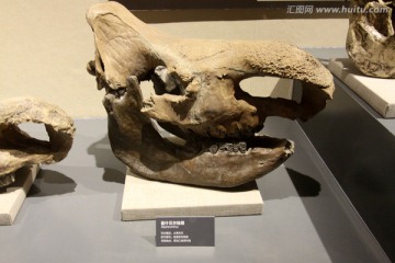 古生物骨骼化石 犀牛骨骼化石