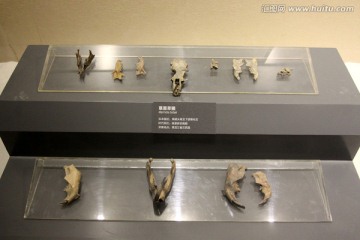 古生物骨骼化石 骨骼化石 化石