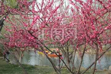 春天的树