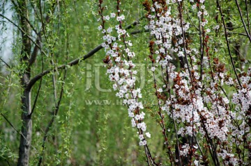 桃花朵朵 向边开