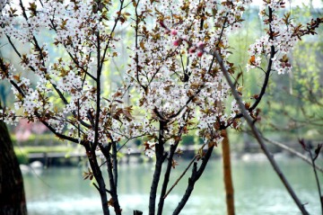 桃花朵朵开一树