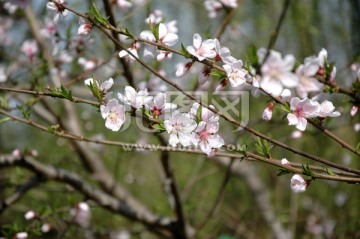 桃花 朵朵开枝头