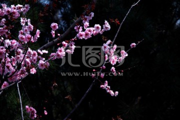 深粉的桃花朵朵开大气的黑背景