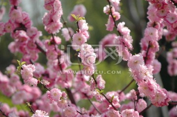 粉色大朵的桃花在阳光下盛开