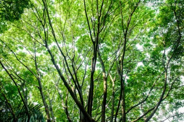 绿树背景素材