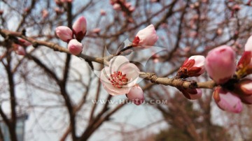 春天果园里初开的桃花