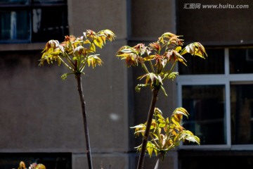 香椿芽