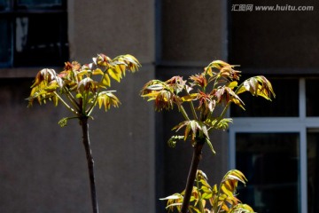 香椿芽