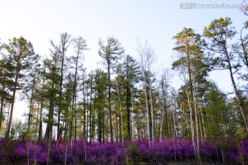 天然原始森林花海世界 杜鹃花