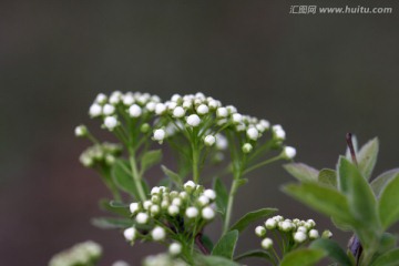 野生植物花 花蕊