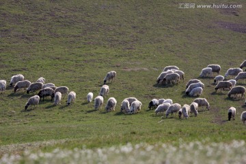 草原风光 山坡上的羊群