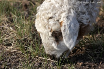 初春 可爱的小绵羊吃草