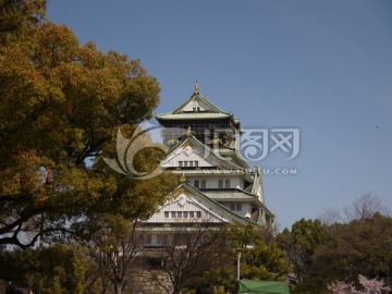 大阪天守阁 大阪城公园 樱花