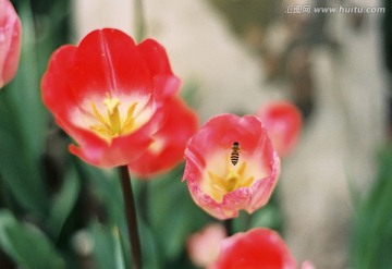 蜜蜂和玫红色郁金香