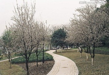 义乌江滨公园杏花林