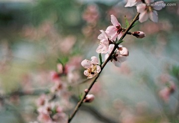 蜂蜜和一枝粉色桃花