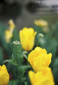 黄色郁金香和白十字花