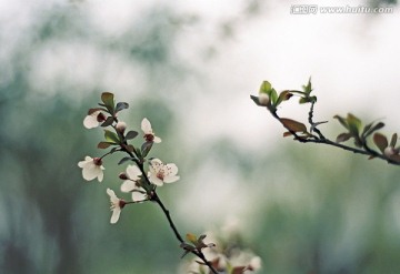 两枝单瓣早樱花花卉特写