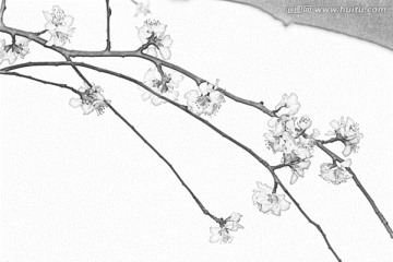 桃花素描