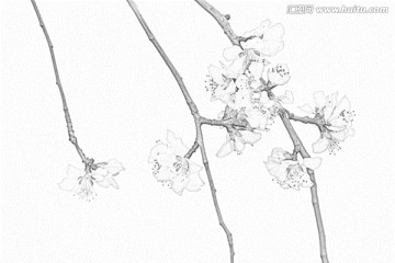 桃花素描