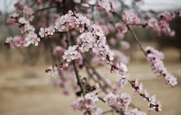 唐汪杏花