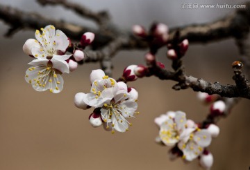 唐汪杏花