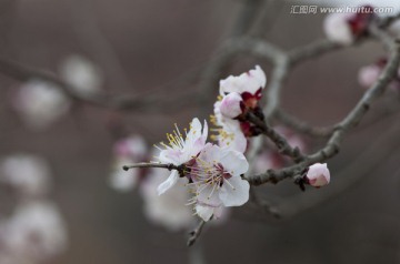 唐汪杏花