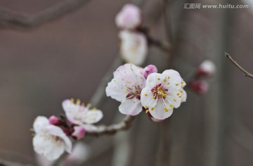 唐汪杏花