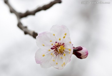 唐汪杏花