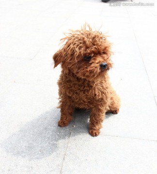 泰迪犬 宠物犬
