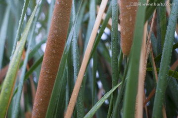 水滴蒲叶tif高清