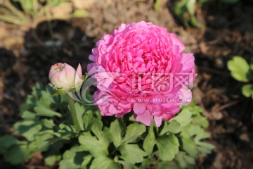 花毛茛