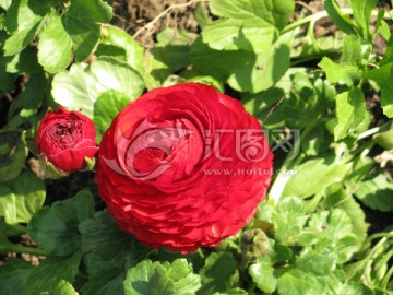 花毛茛