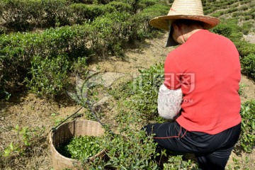 摘茶叶